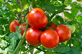گوجه فرنگی